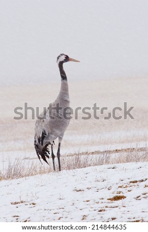 Common crane snowing, latin: grus grus