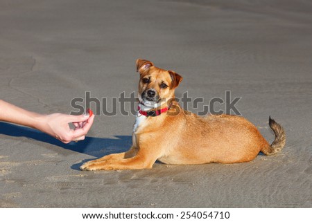 Mixed mongrel dog, short hair, receiving instructions from your trainer and coach at the beach. It is a cross Chihuahua and Miniature Pins cher