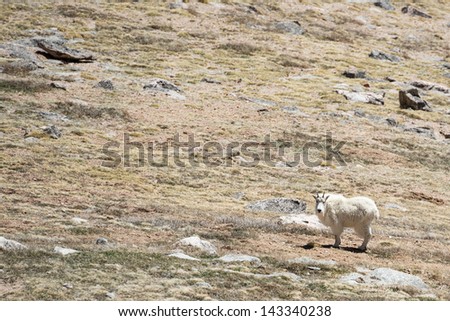 Rocky mountain goats walking in a field in the rocky mountains
