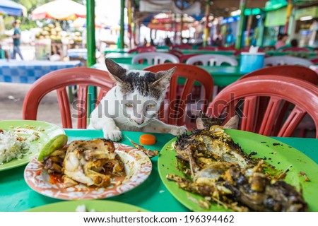 A cat eating leftovers (fish and chicken) directly on the table, Jakarta, Indonesia