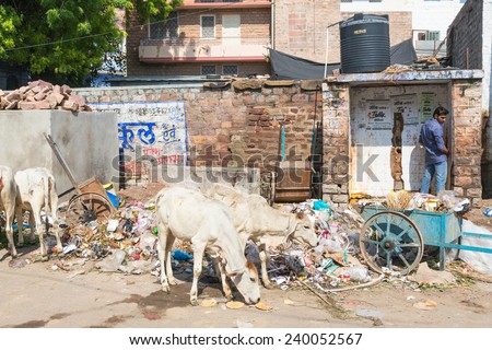 Jodhpur, India - October 2 2013: A man urinates in a dirty street while cows eat trash. Recently, a program has been launched to build public toilets on a large scale.
