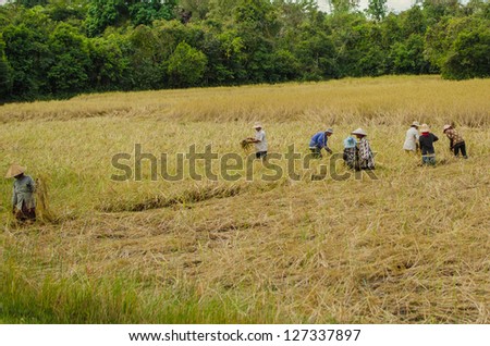 People working in rice fields, Angkor, Cambodia