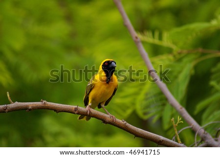 Southern masked weaver (Africa)