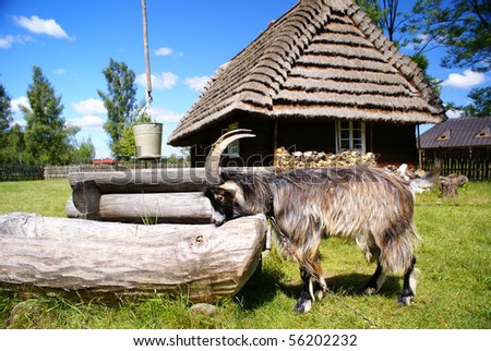 Old farm with goat