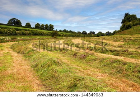 Field with rows of cut grass, hedgerow, blue sky and clouds
