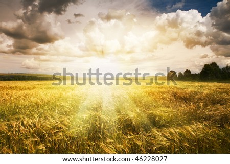 beautiful summer landscape and  sky