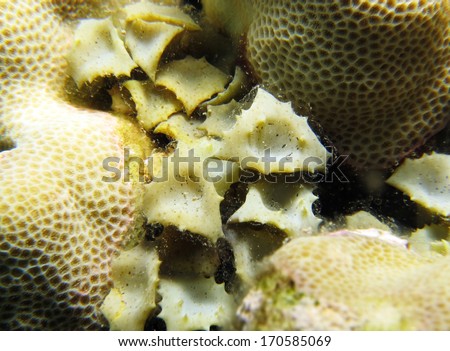 Triangle turbinweed algae on brain coral