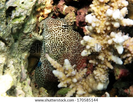 Leopard blenny\'s head popping out of its coral hiding place