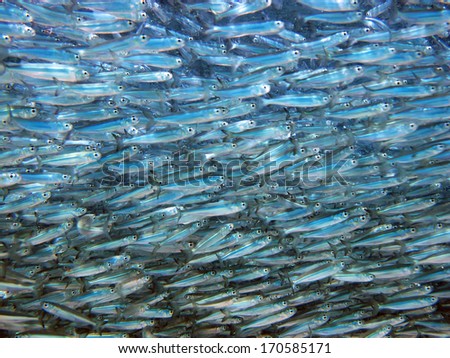 Large and dense school of small silver fish