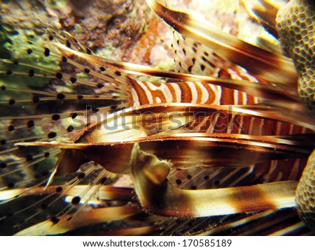 Lionfish pectoral fin details through macro lens