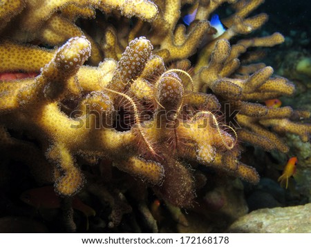 A brittle star (ophiuroidea, echinoderm) wrapped around acropora hard coral