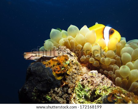 A Red Sea combtooth blenny shares its rock with anemonefish and anemone