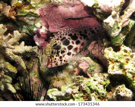 A shy spotted hawkfish hidden behind coral