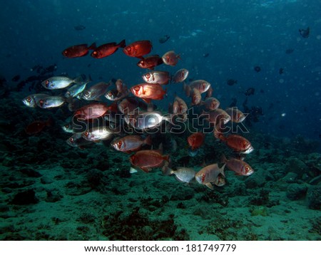 Red and silver moontail bullseyes schooling over the reef