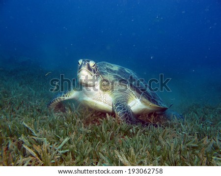 A female green sea turtle (Chelonia mydas) on a bed of seagrass