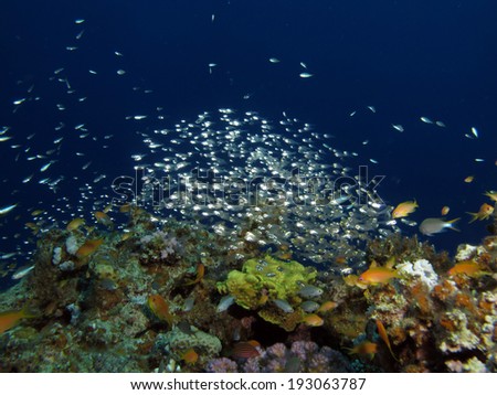 Transparent silver fish schooling above a reef pinnacle