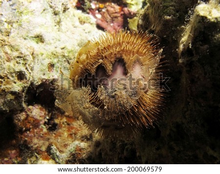 A bald-patch sea urchin (echinoderm) at night