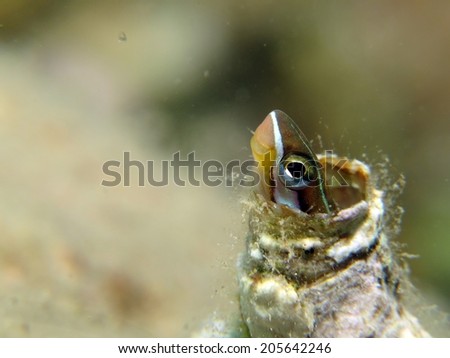 A mimic fangblenny (Plagiotremus tapeinosoma) seeking protection in a worm hole