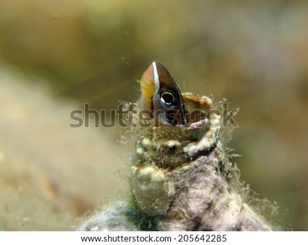 Looking out from a worm hole, the piano fangblenny (Plagiotremus tapeinosoma)