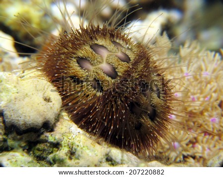 A bald-patch urchin at night