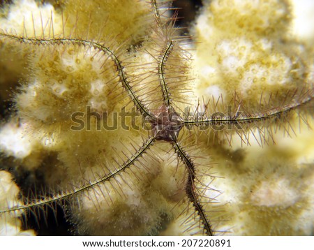 A delicate brittle star on acropora coral