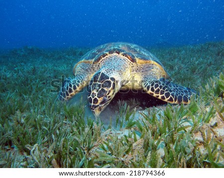 Hawksbill turtle trying to eat something from inside a car tire