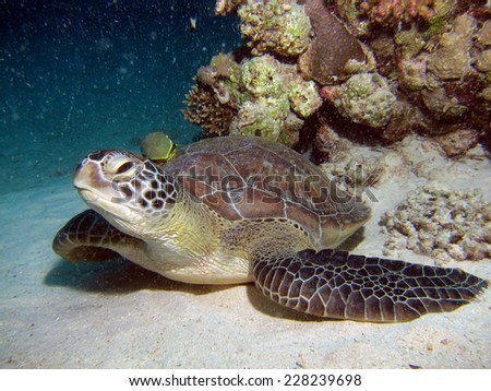 Green turtle and yellow remora on sand