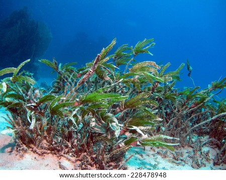 Cluster of Halophila stipulacea seagrass, Dolphin House, Marsa Alam