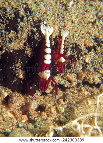 Couple of imperial shrimps (crustacean) on the side of a black sea cucumber covered in sand, Dahab, Red Sea