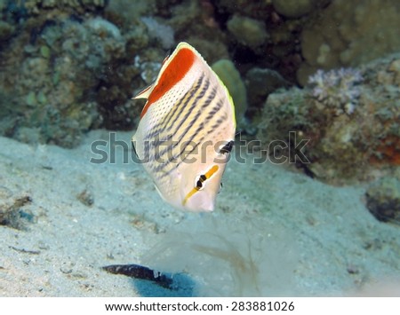 Meal time - butterflyfish hunting on passing jellyfish