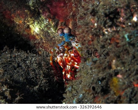 Shy peacock mantis shrimp (Rhinomuraena quaesita) peaking out from burrow