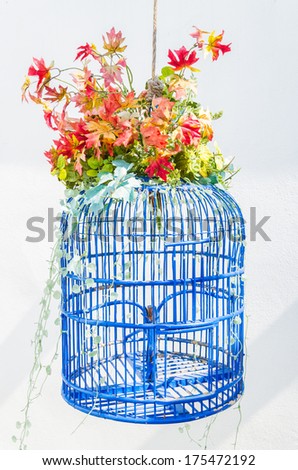 bird cage flower