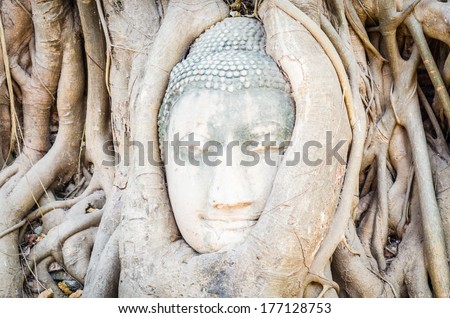 Buddha head statue under root tree in ayutthaya Thailand