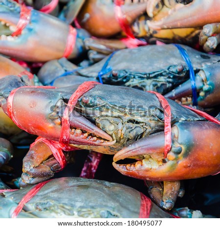 Fresh Crab