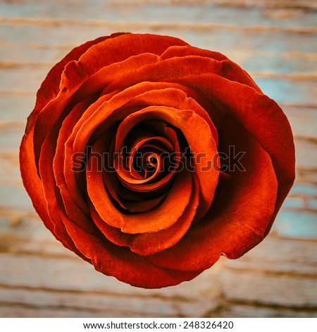 red rose flower - vintage effect style pictures