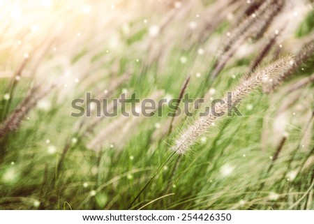 Soft focus on winter grass flower - vintage and snow effect