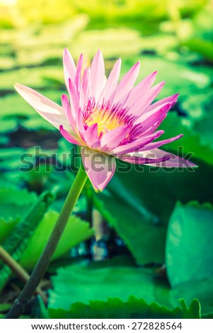 Lotus flower - vintage filter and sun flare effect