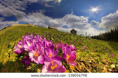 Crocuses in the mountains In May, the snow melts and the mountains are covered by a beautiful carpet of flowers