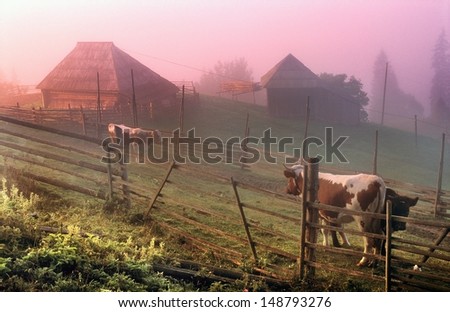 Early morning in the mountains colors gentle light fog. So nice to admire it even phlegmatic cow