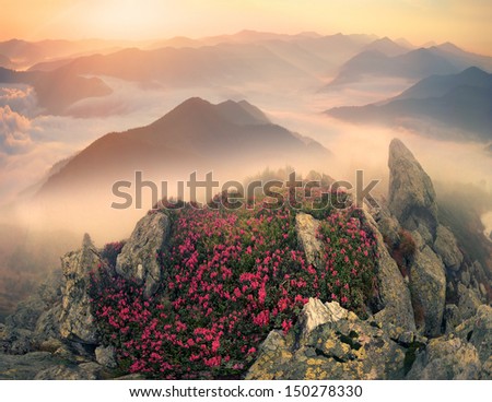 Rhododendrons, some of the most beautiful alpine flowers bloom in late spring and are particularly impressive in the early morning when the fog sun colors in incredible colors