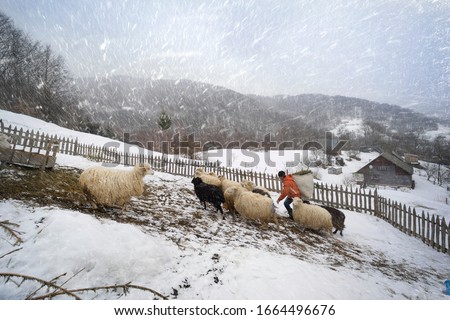 Similar – Image, Stock Photo Snowy farmland against frosted forest at horizon under blue sky with white fluffy clouds