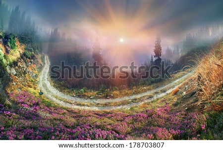 On the tops of the Carpathians in the late spring, early summer bloom beautiful flowers-rhododendrons.  Mists at dawn background harboring ancient forest fluffy blanket, creating a mood of magic