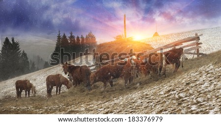 In March-April after a winter in the mountains of unstable weather, and replaced by the warmth the sun can come quickly alpine cold, strong wind and sleet and then freezing horses and cows on pasture