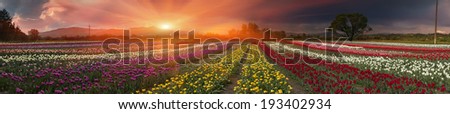 summer turning into a very beautiful time of year, when they begin to blossom on the background of bright colors in sunrises sunsets. Manufacturers calendars artists photographers appreciate this time