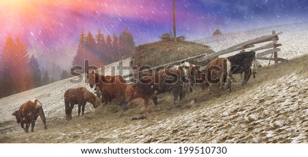 Pasture in a blizzard. In March-April after a winter in the mountains of unstable weather, replaced by the warmth, the sun can come quickly alpine cold, strong wind and sleet and then freezing horses