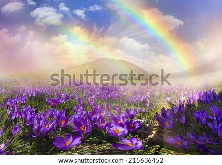 in March, April, May and mountainous areas in the Carpathians, Tatras and the Alps are covered by a carpet of beautiful flowers, crocus, crocuses. Delicate stalk and bell that stretches to the sun.
