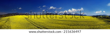 Juicy rape field under clear color clear sky with bright clouds pleases viewer saturated colors and the freshness of a new day. Rape is used as feed for the production of oil and fuel