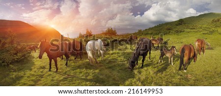 In the alpine valley of the Carpathian Mountains, near Crooked Creek meanders magical beautiful free mountain grazing horses, where the local cowboys released for the summer to live in the open air