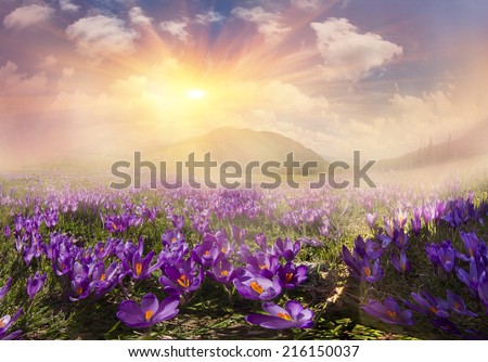 in March, April, May and mountainous areas in the Carpathians, Tatras and the Alps are covered by a carpet of beautiful flowers, crocus, crocuses. Delicate stalk and bell that stretches to the sun.