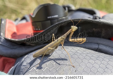 Mantis religiosa, referred to as the European mantis outside of Europe and known simply as the praying mantis in Europe and elsewhere, is one of the most well-known . Surprise and interest, curiosity